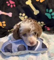 Harper, a male Poodle - Toy  for sale in Potosi, MO – 3 of 10