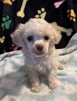 Luka, a male Poodle - Toy  for sale in Potosi, MO – 4 of 7