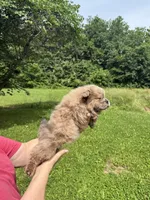 CKC Daisy , a female Chow Chow for sale in Potosi, MO – 3 of 7