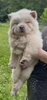 Winter, a male Chow Chow for sale in Potosi, MO – 2 of 9