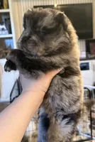 CKC Lily, a female Chow Chow for sale in Potosi, MO – 4 of 4