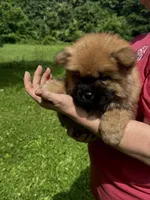 CKC Rory, a male Chow Chow for sale in Potosi, MO – 2 of 8
