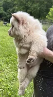 Winter, a male Chow Chow for sale in Potosi, MO – 7 of 9