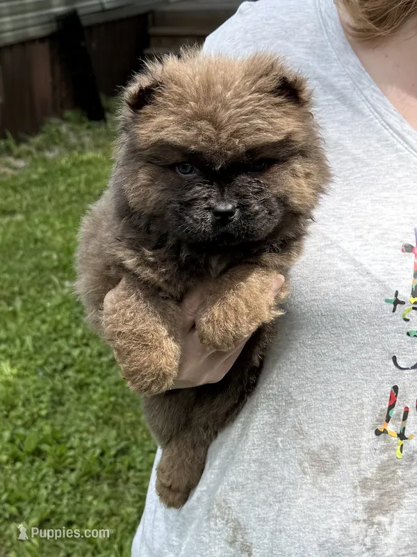 CKC Bella – Chow Chow puppy for sale in Potosi, MO