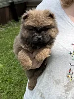 CKC Bella, a female Chow Chow for sale in Potosi, MO – 1 of 5