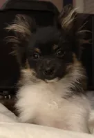 Alfie , a male Pomeranian for sale in Potosi, MO – 6 of 7
