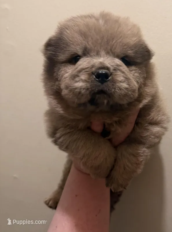 Daisy  – Chow Chow puppy for sale in Potosi, MO