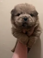 CKC Daisy , a female Chow Chow for sale in Potosi, MO – 5 of 7