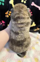 Daisy , a female Chow Chow for sale in Potosi, MO – Photo 7 of 7