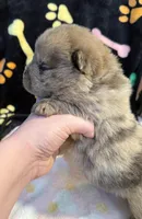 Daisy , a female Chow Chow for sale in Potosi, MO – Photo 4 of 7