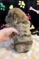 Daisy , a female Chow Chow for sale in Potosi, MO – Photo 5 of 7