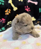 Daisy , a female Chow Chow for sale in Potosi, MO – Photo 2 of 7