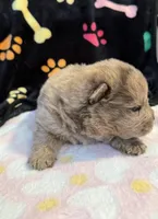 Daisy , a female Chow Chow for sale in Potosi, MO – Photo 3 of 7
