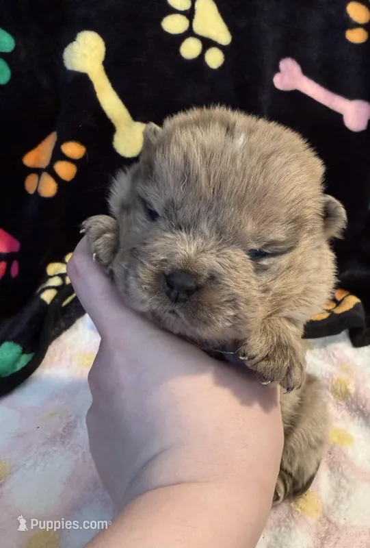 Daisy  – Chow Chow puppy for sale in Potosi, MO