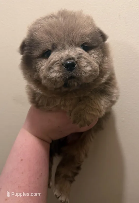 Daisy  – Chow Chow puppy for sale in Potosi, MO