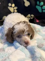 Harper, a male Poodle - Toy  for sale in Potosi, MO – 9 of 10