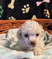 Luka, a male Poodle - Toy  for sale in Potosi, MO – 5 of 7