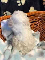 Luka, a male Poodle - Toy  for sale in Potosi, MO – 6 of 7