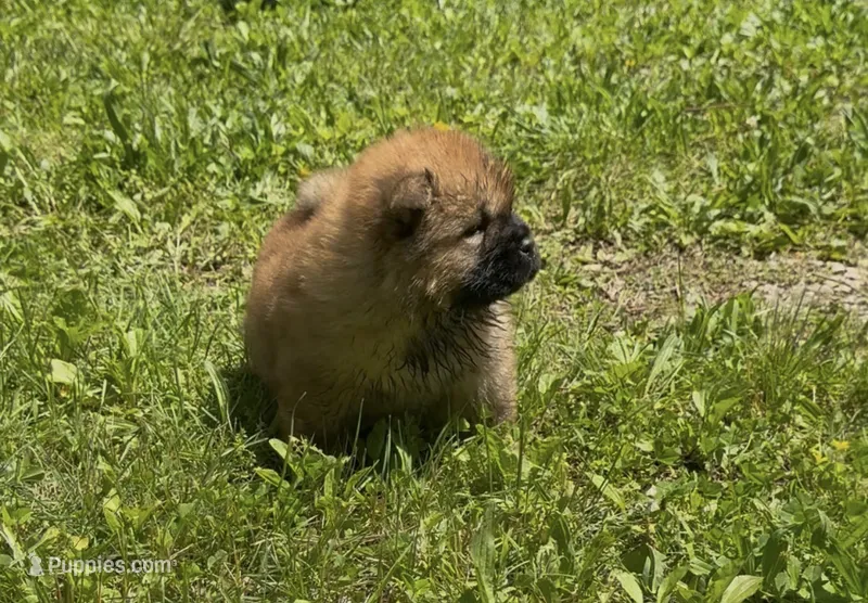 Rory – Chow Chow puppy for sale in Potosi, MO