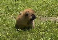 CKC Rory, a male Chow Chow for sale in Potosi, MO – 5 of 8