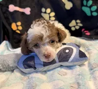 Harper, a male Poodle - Toy  for sale in Potosi, MO – 5 of 10
