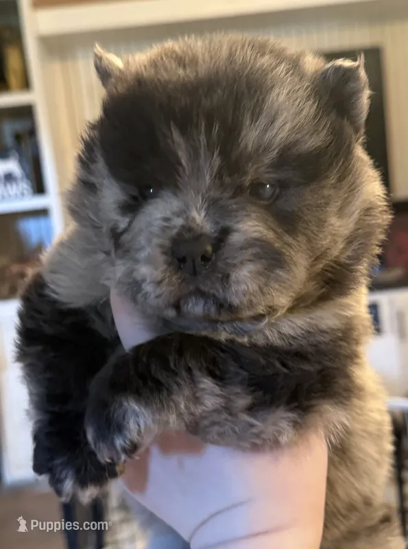 CKC Lily – Chow Chow puppy for sale in Potosi, MO