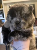 CKC Lily, a female Chow Chow for sale in Potosi, MO – 1 of 4