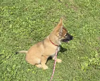 AKC Kody, a male German Shepherd Dog for sale in Potosi, MO – 5 of 9