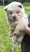 Winter, a male Chow Chow for sale in Potosi, MO – 3 of 9