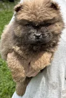 CKC Bella, a female Chow Chow for sale in Potosi, MO – 2 of 5