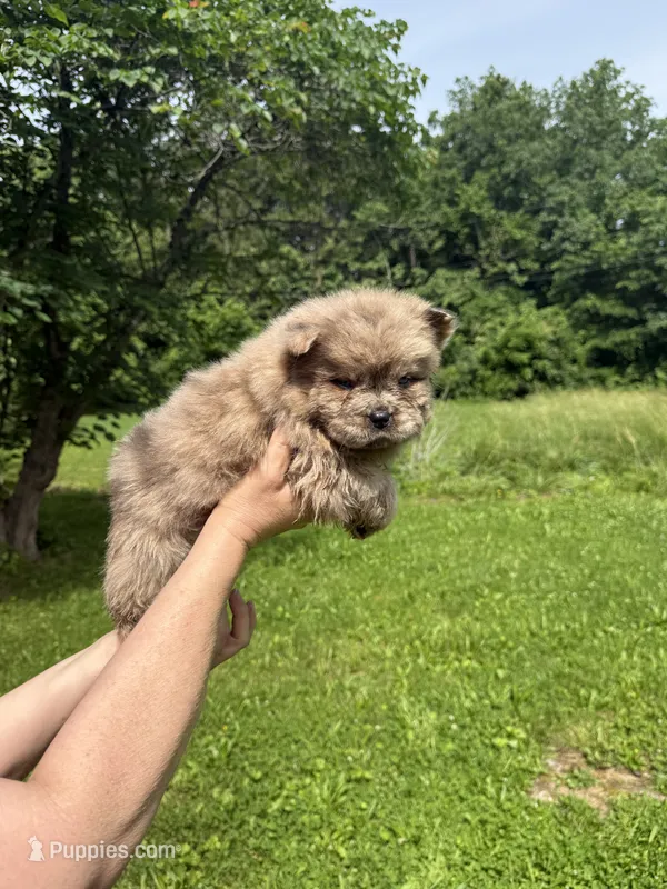 Daisy  – Chow Chow puppy for sale in Potosi, MO