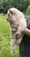 Winter, a male Chow Chow for sale in Potosi, MO – 6 of 9