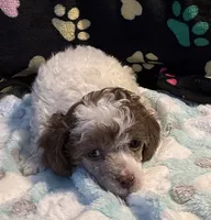 Harper, a male Poodle - Toy  for sale in Potosi, MO – 2 of 10