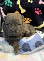 Bella, a female Chow Chow for sale in Potosi, MO – Photo 5 of 9