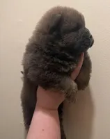 Bella, a female Chow Chow for sale in Potosi, MO – 6 of 10