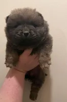 Bella, a female Chow Chow for sale in Potosi, MO – 4 of 10