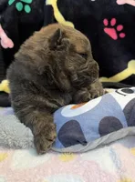 Bella, a female Chow Chow for sale in Potosi, MO – Photo 6 of 9