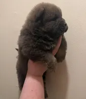 Bella, a female Chow Chow for sale in Potosi, MO – 10 of 10