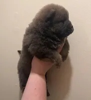 Bella, a female Chow Chow for sale in Potosi, MO – 8 of 10
