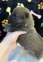 Bella, a female Chow Chow for sale in Potosi, MO – Photo 4 of 9