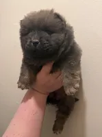 Bella, a female Chow Chow for sale in Potosi, MO – 7 of 10
