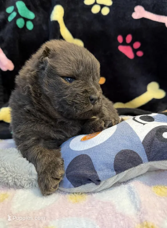 Bella – Chow Chow puppy for sale in Potosi, MO