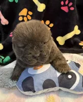 Bella, a female Chow Chow for sale in Potosi, MO – Photo 2 of 9