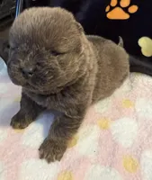 Bella, a female Chow Chow for sale in Potosi, MO – Photo 3 of 9