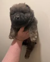 Bella, a female Chow Chow for sale in Potosi, MO – 9 of 10