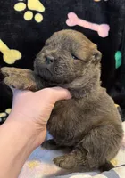 Bella, a female Chow Chow for sale in Potosi, MO – Photo 8 of 9
