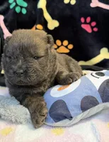 Bella, a female Chow Chow for sale in Potosi, MO – Photo 9 of 9