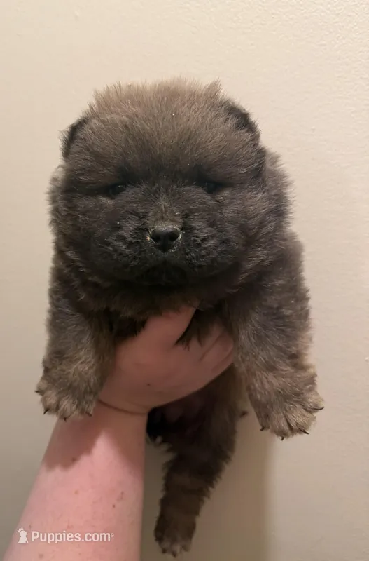 Bella – Chow Chow puppy for sale in Potosi, MO