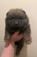 Bella, a female Chow Chow for sale in Potosi, MO – 2 of 10