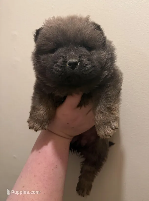 Bella – Chow Chow puppy for sale in Potosi, MO